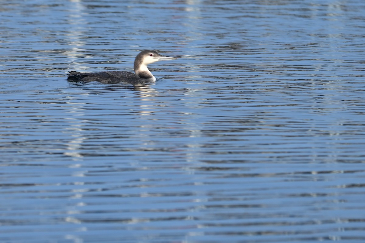 Черноклювая гагара - ML646672086