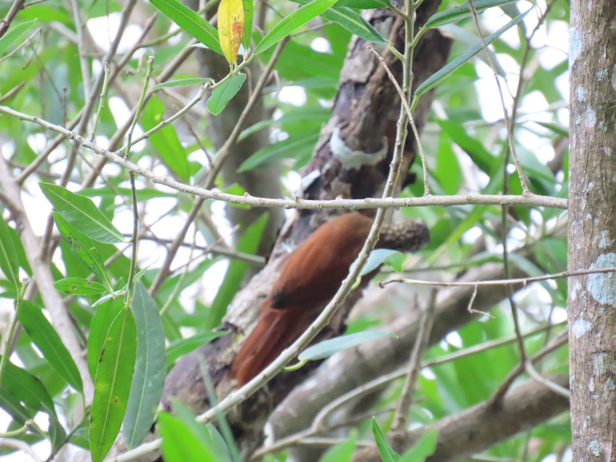Straight-billed Woodcreeper - ML646672087