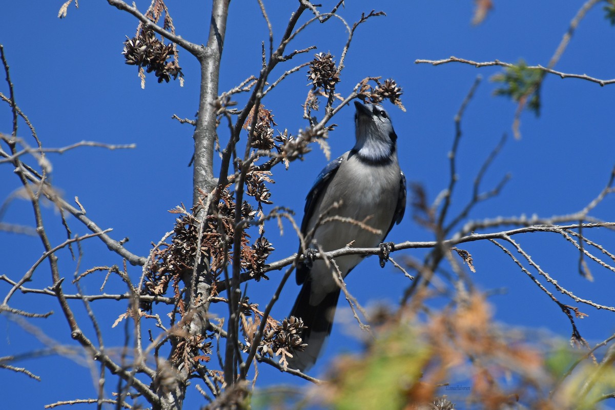 Geai bleu - ML646672088