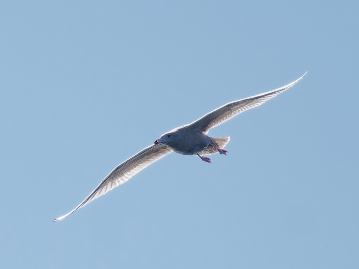 Glaucous Gull - ML646672089
