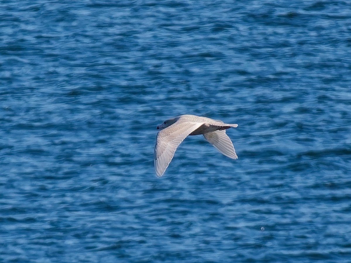 Glaucous Gull - ML646672090