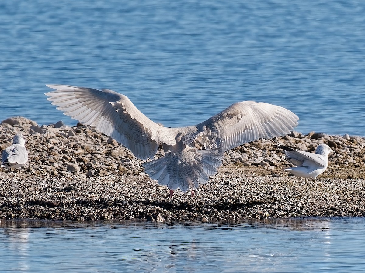Glaucous Gull - ML646672091