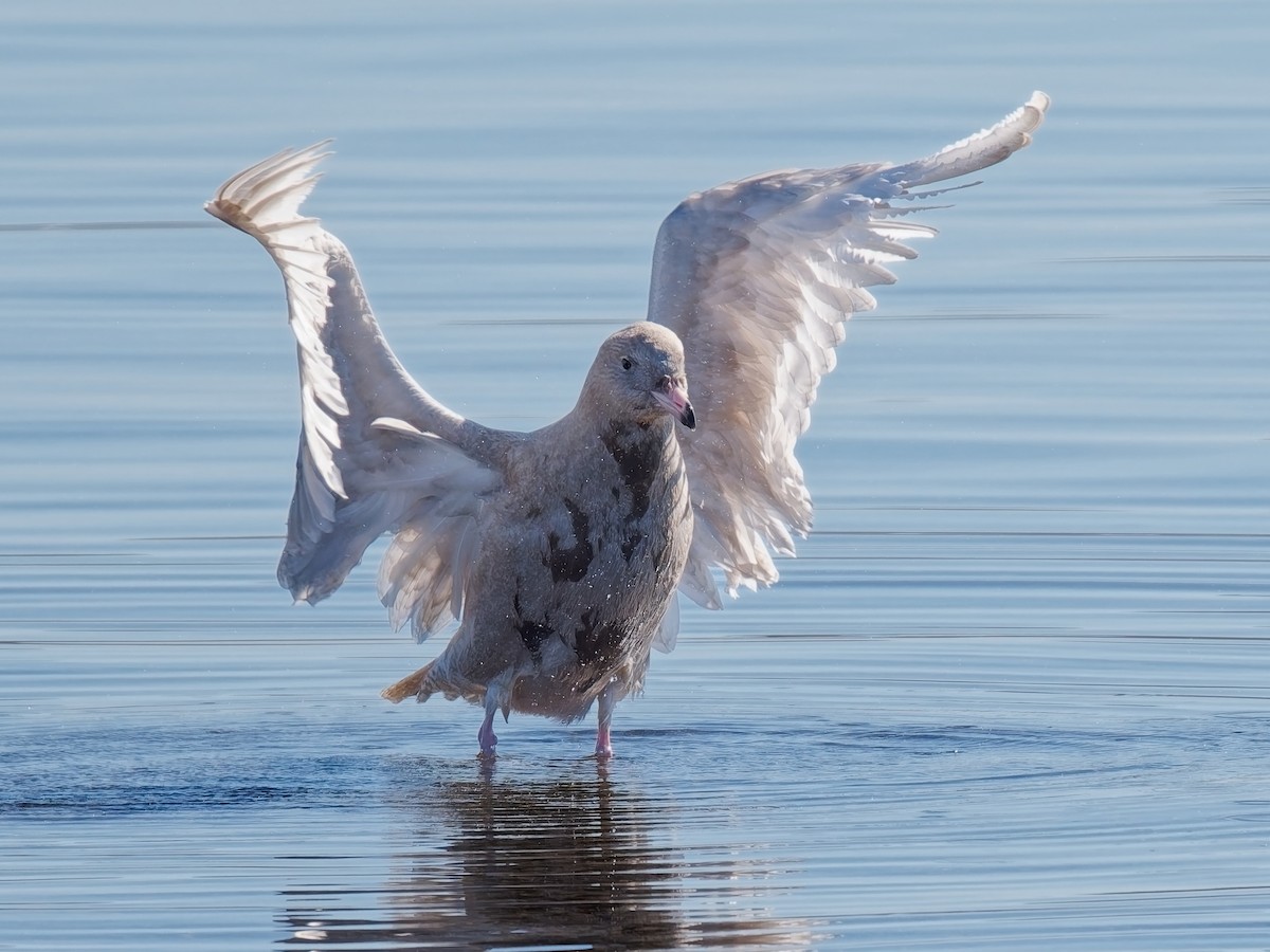 Glaucous Gull - ML646672092