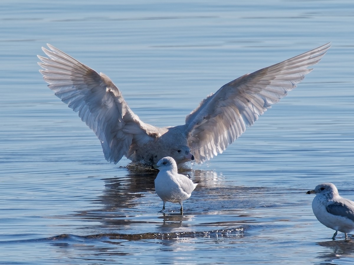 Glaucous Gull - ML646672093