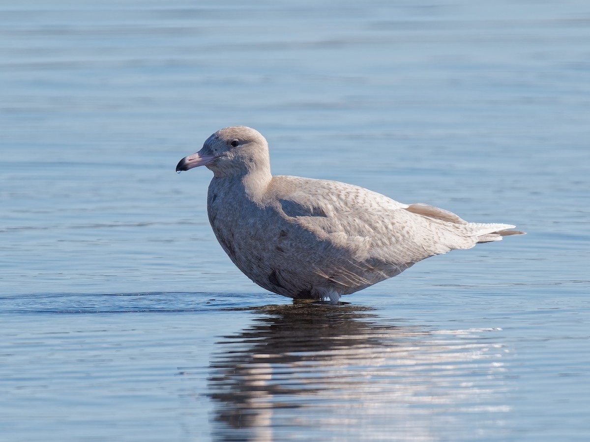 Glaucous Gull - ML646672094