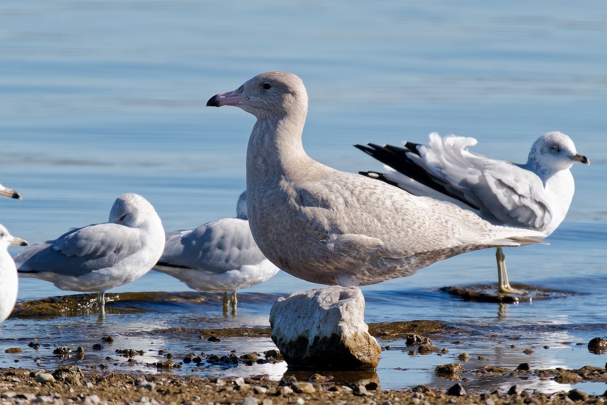 Glaucous Gull - ML646672095