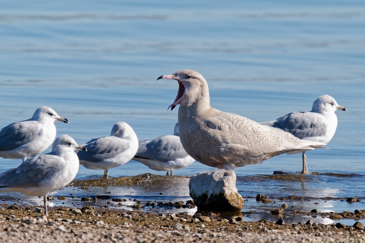 Glaucous Gull - ML646672096