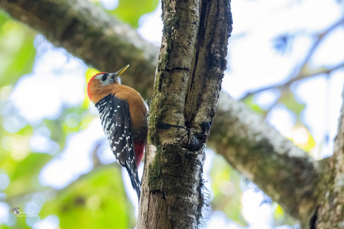 Rufous-bellied Woodpecker - ML646672097