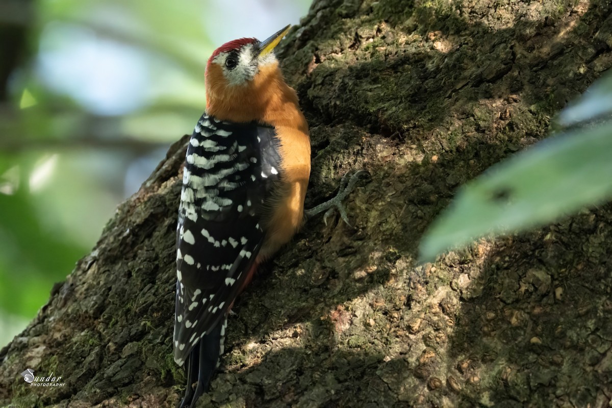 Rufous-bellied Woodpecker - ML646672098