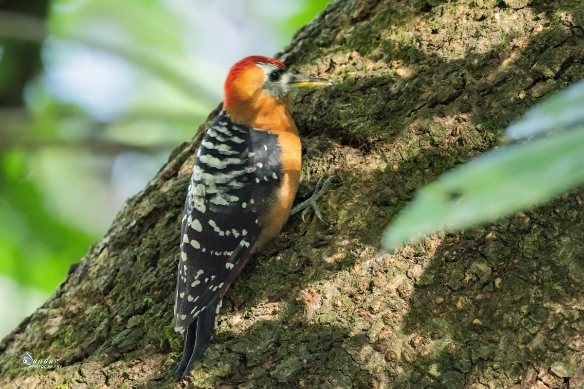Rufous-bellied Woodpecker - ML646672099