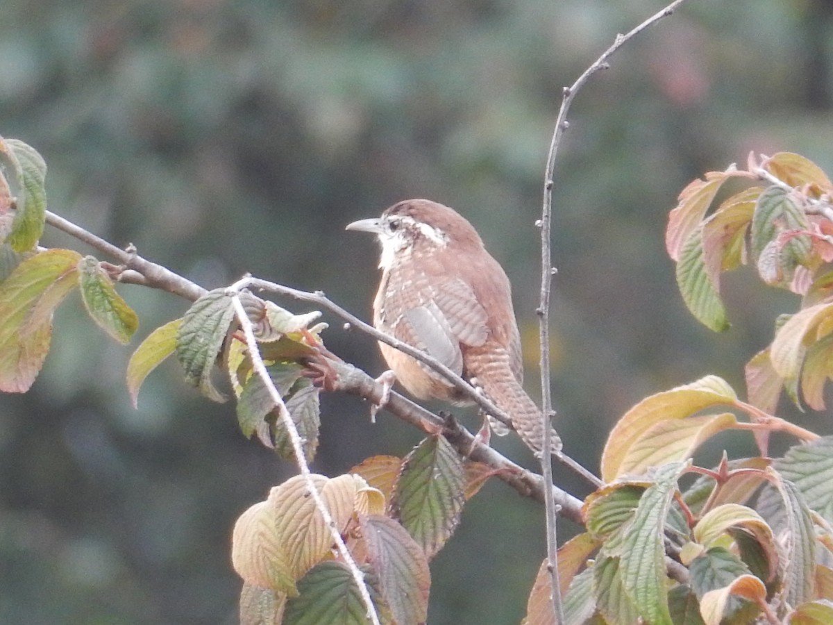 Carolina Wren - ML646672102