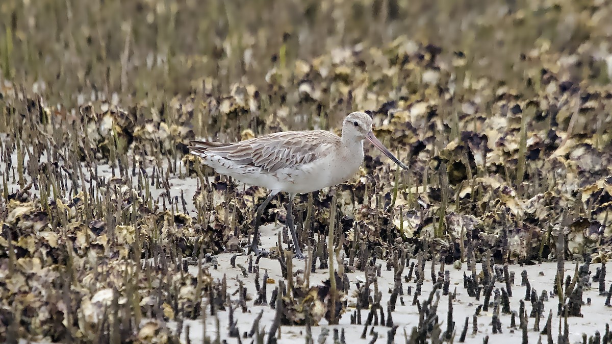 Pittima minore - ML646672103