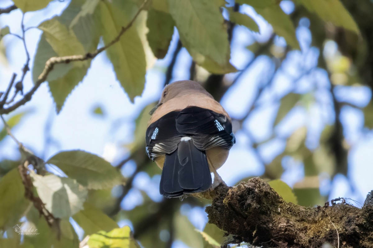 Eurasian Jay - ML646672104