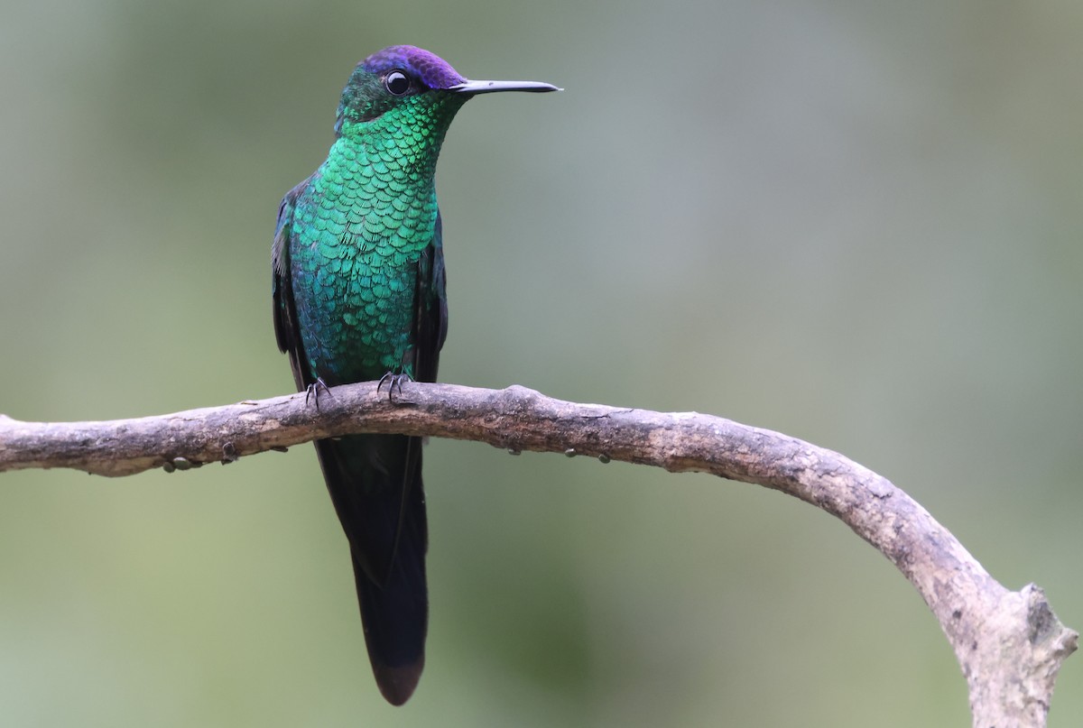 kolibřík fialovotemenný - ML646672105