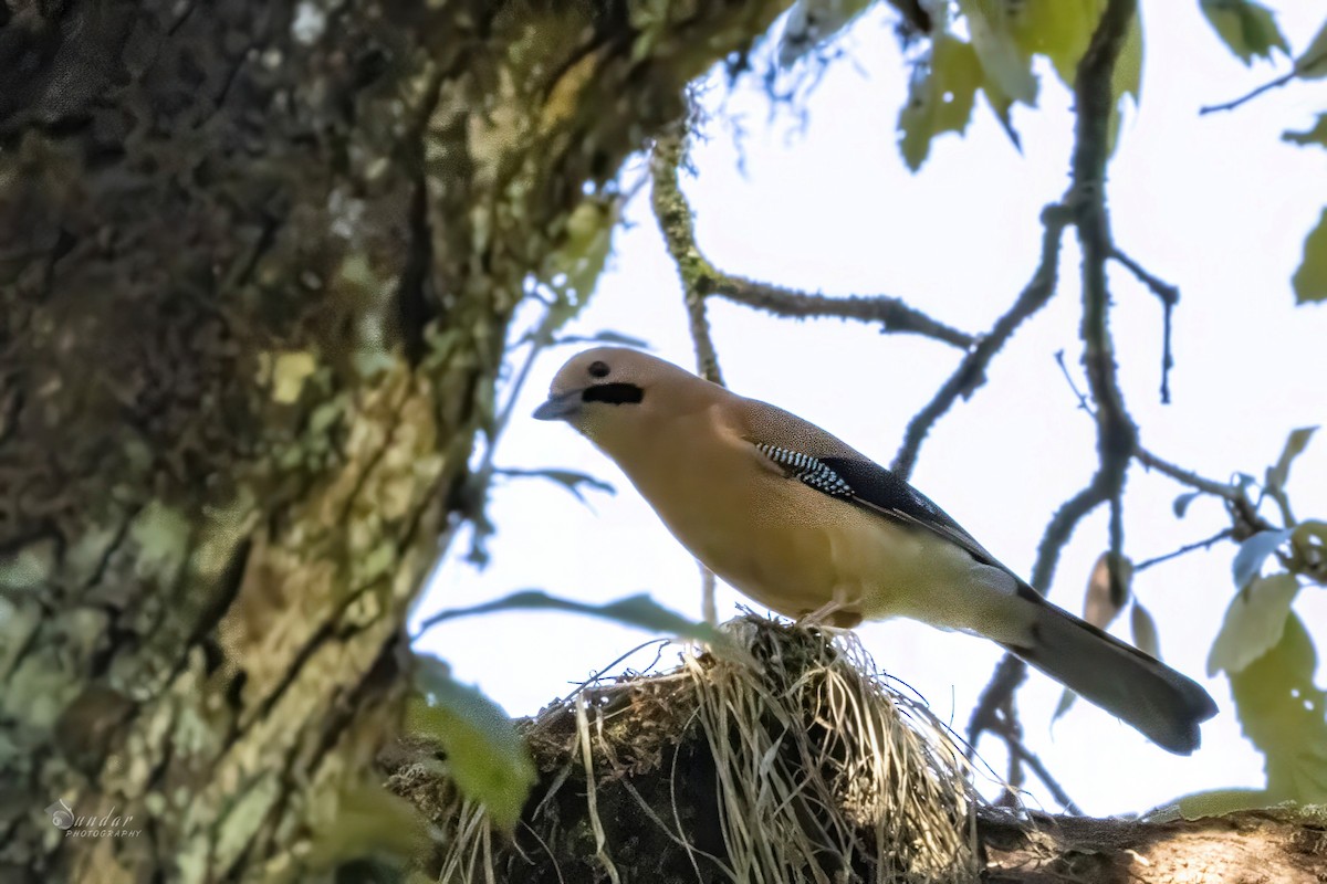 Eurasian Jay - ML646672106