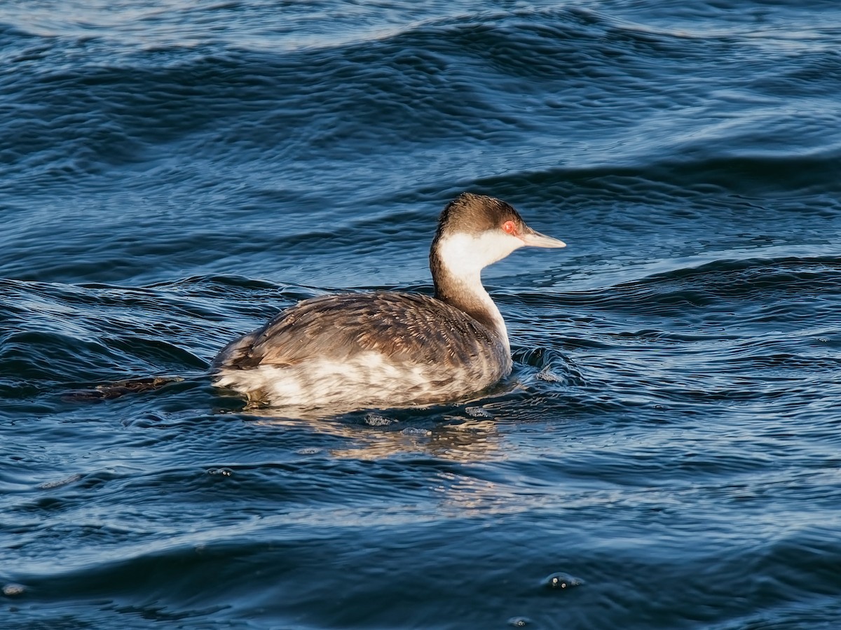 Horned Grebe - ML646672107