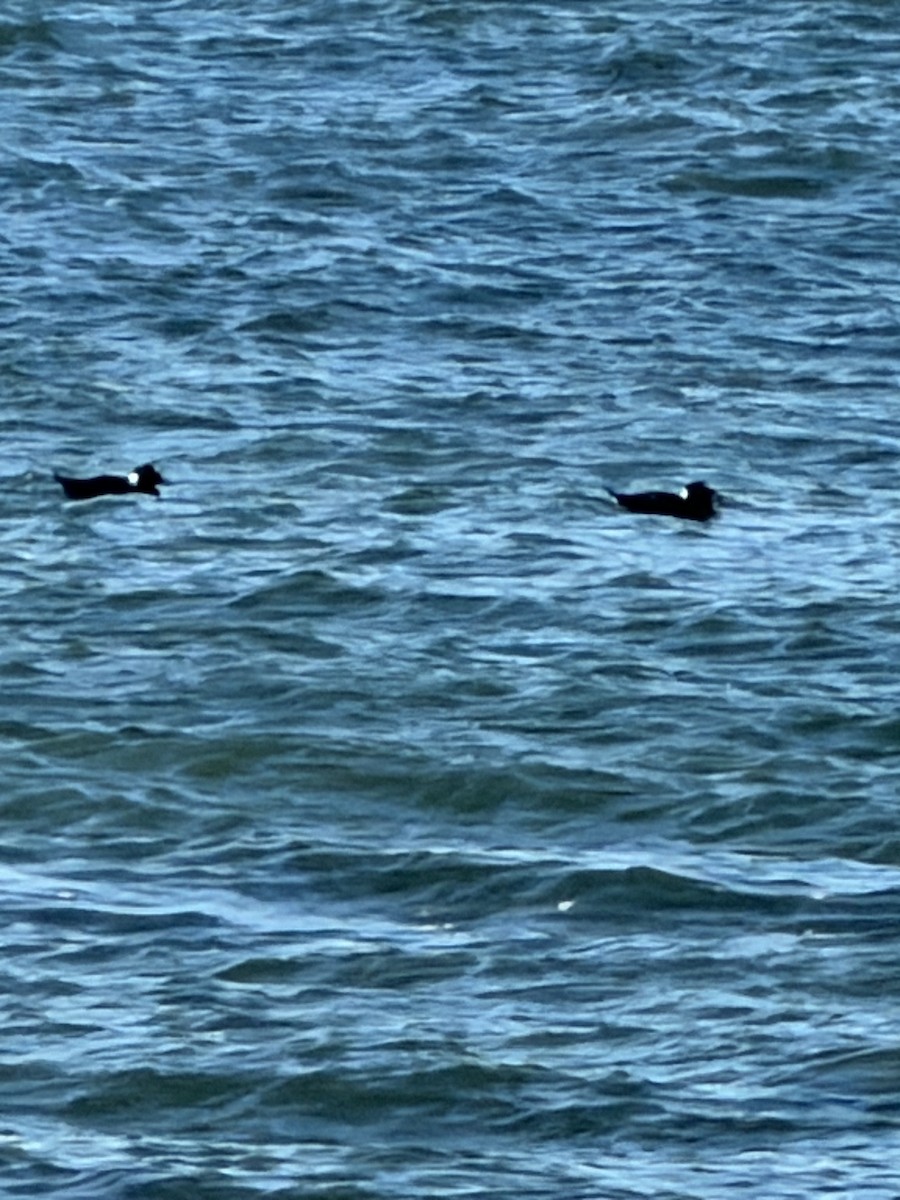 Surf Scoter - ML646672110