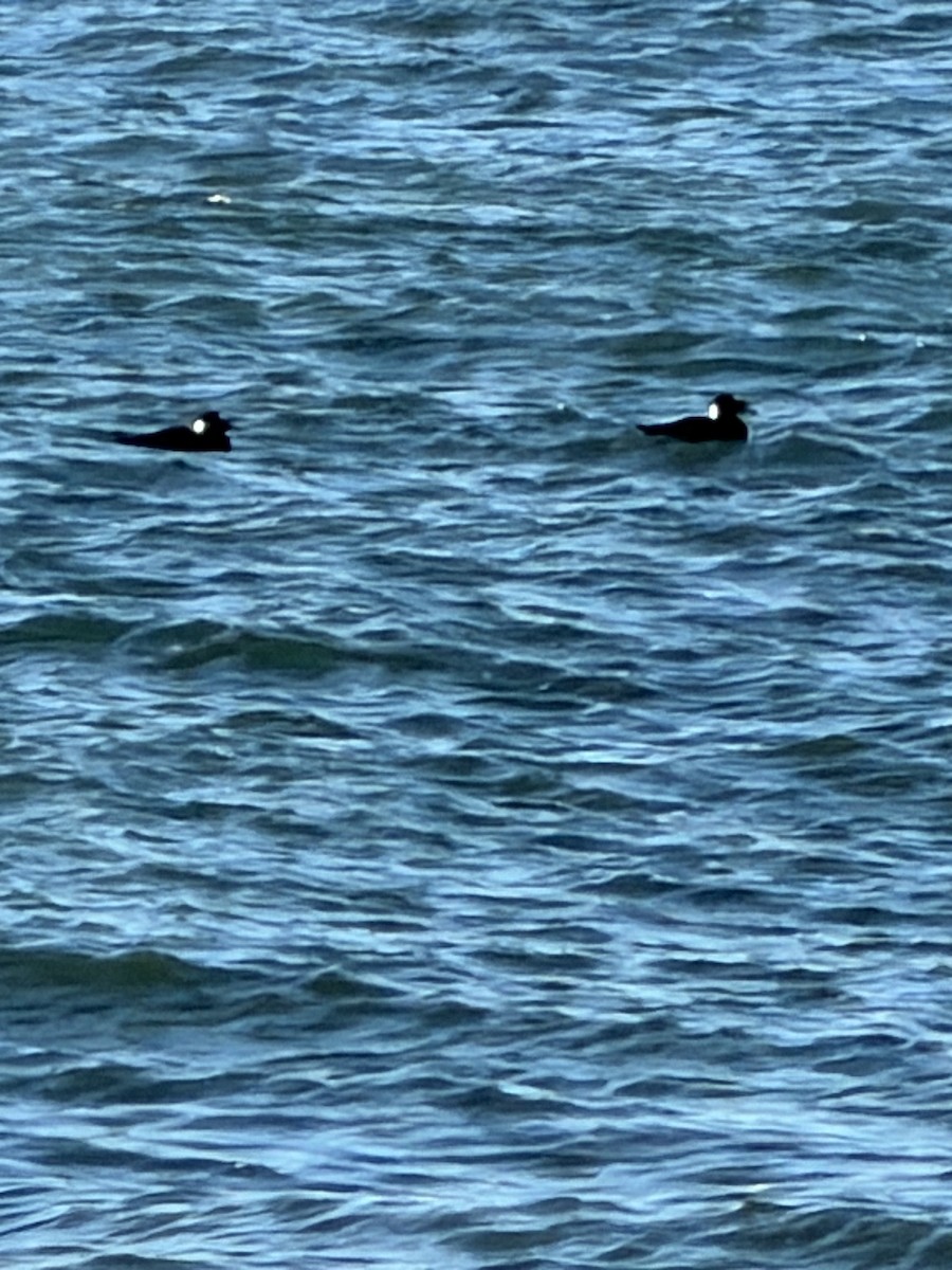 Macreuse à front blanc - ML646672111