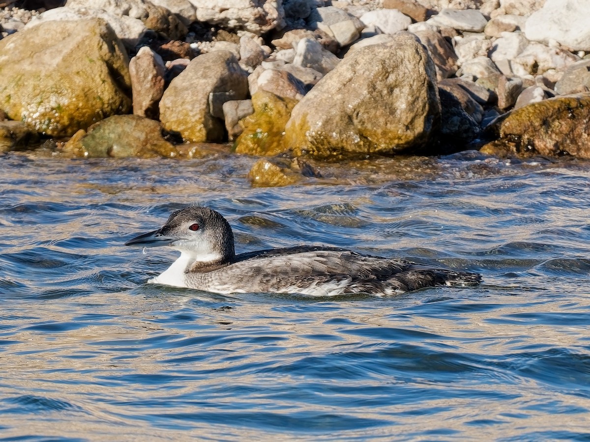 Common Loon - ML646672112