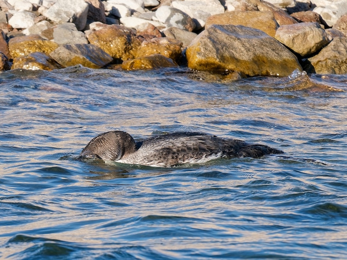 Common Loon - ML646672113