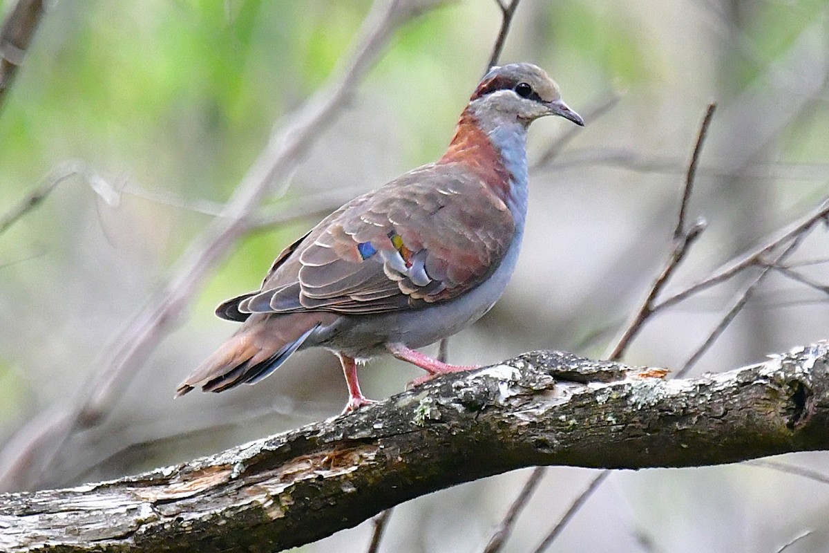 Brush Bronzewing - ML646672115