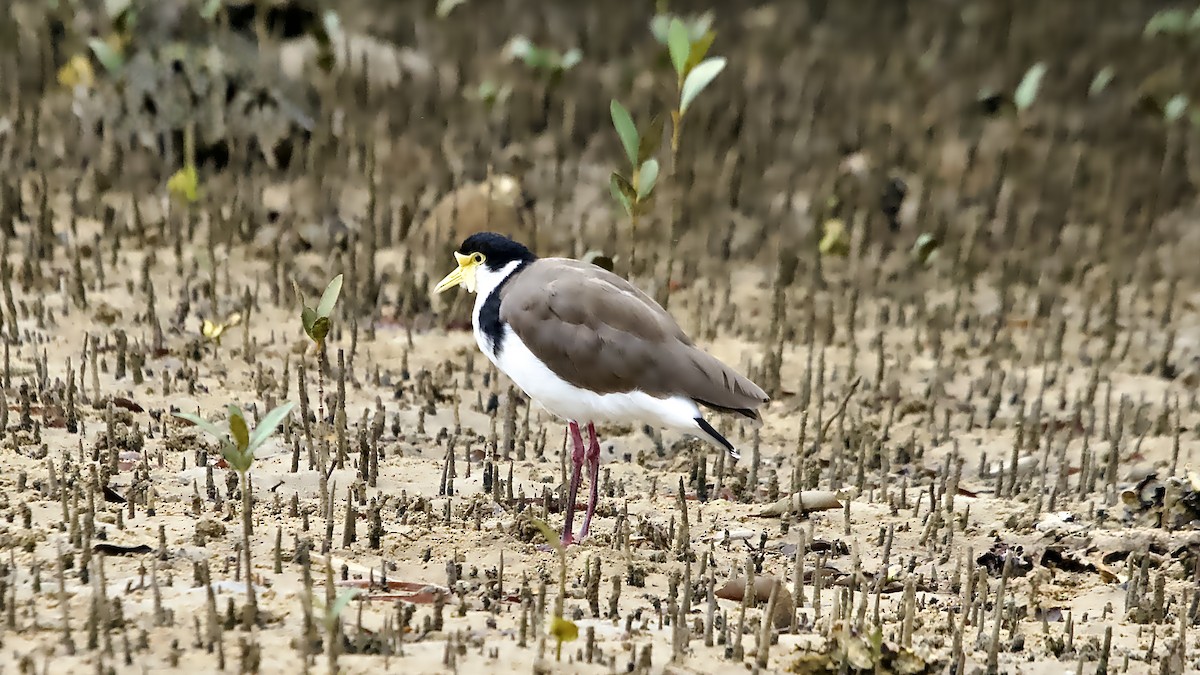 Masked Lapwing - ML646672116