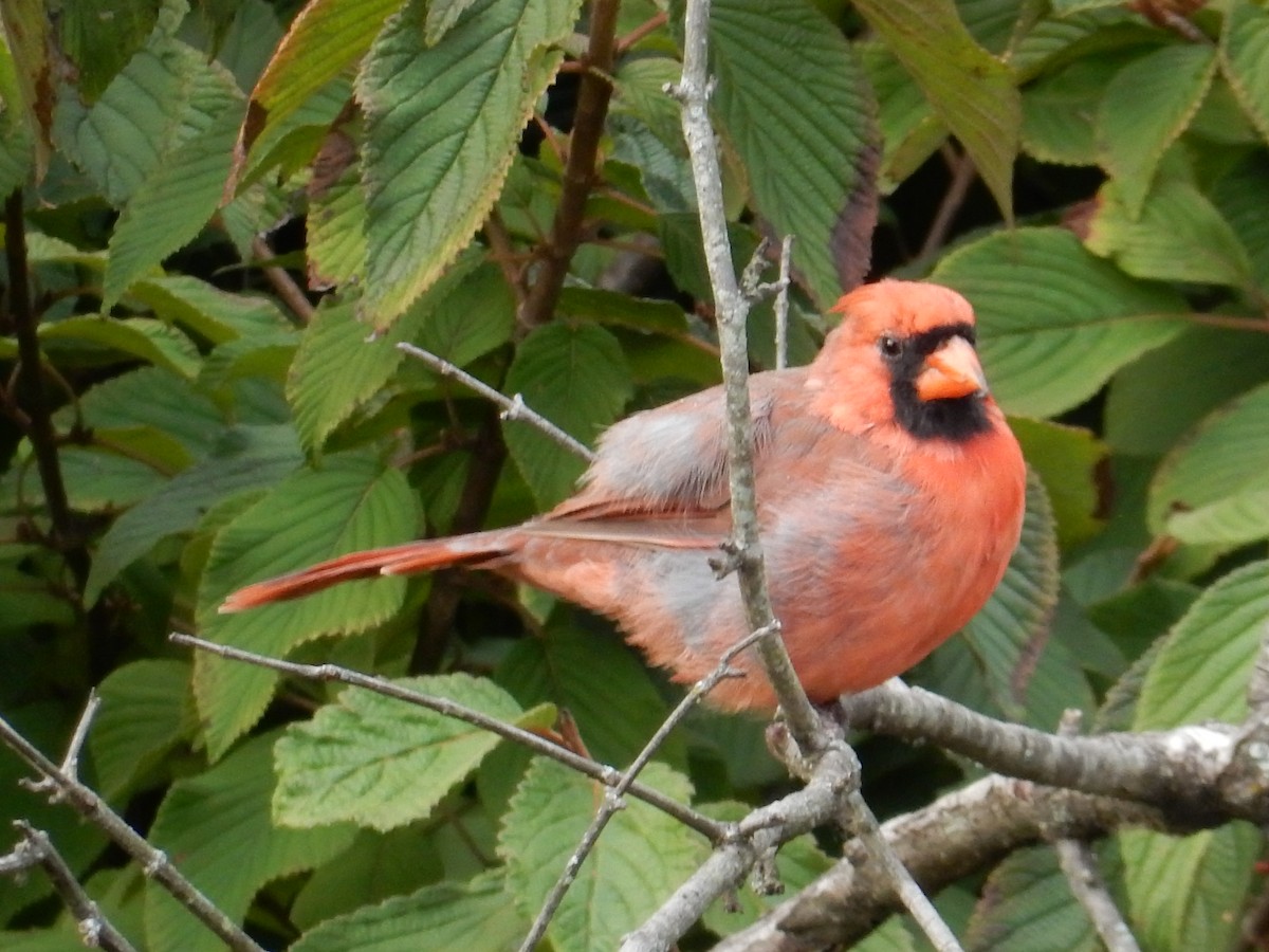 Northern Cardinal - ML646672117