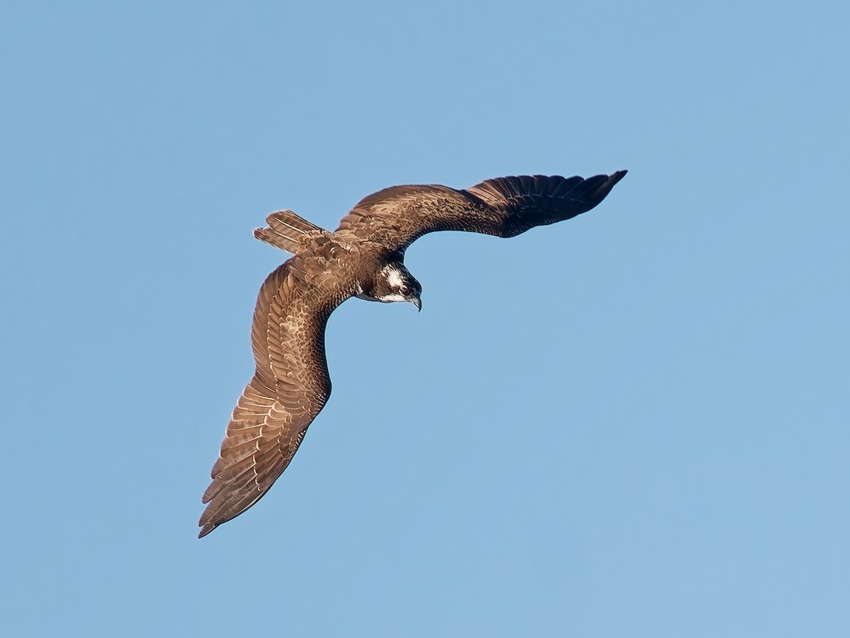 Osprey - ML646672119