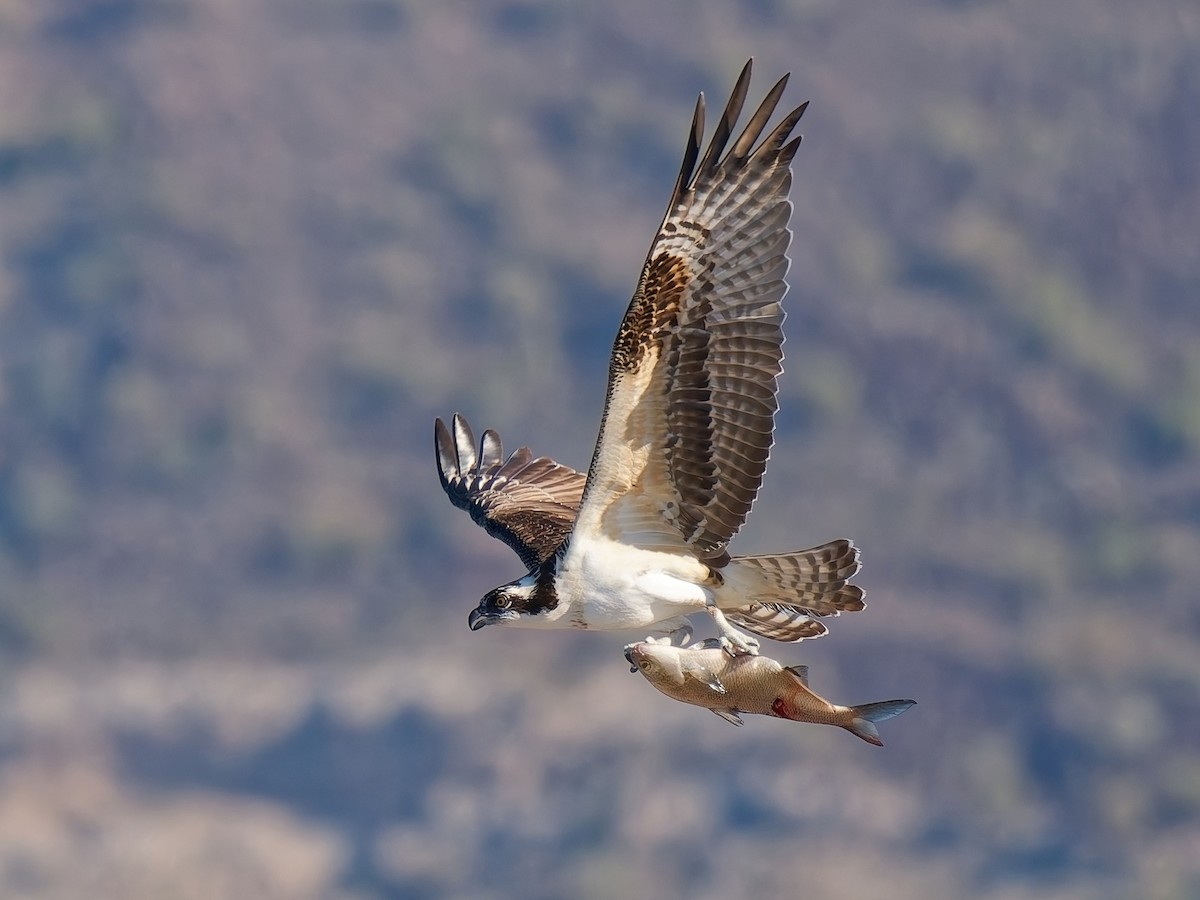 Osprey - ML646672120