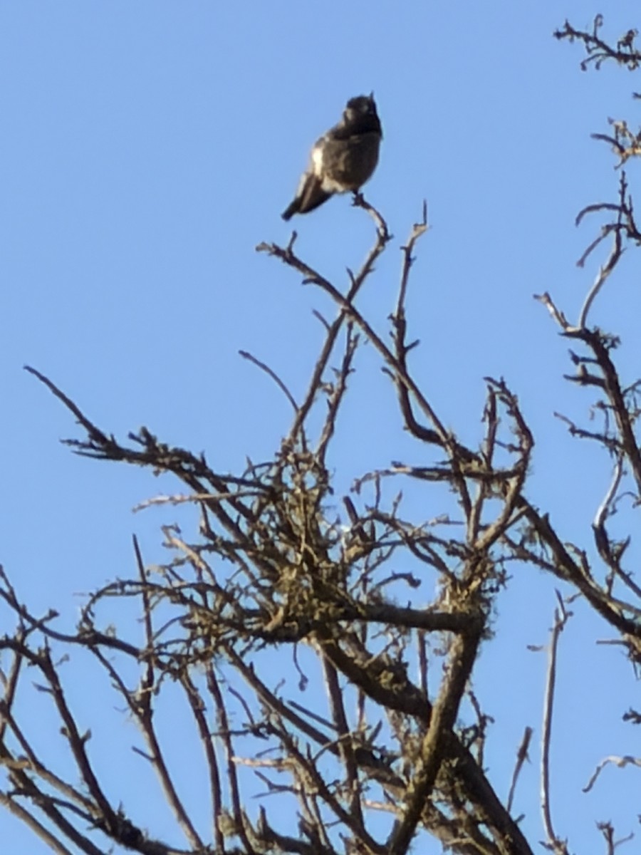 Anna's Hummingbird - ML646672121