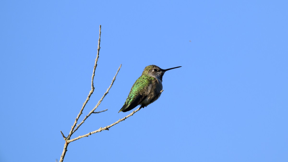 Anna's Hummingbird - ML646672122