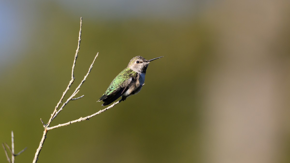 Anna's Hummingbird - ML646672123
