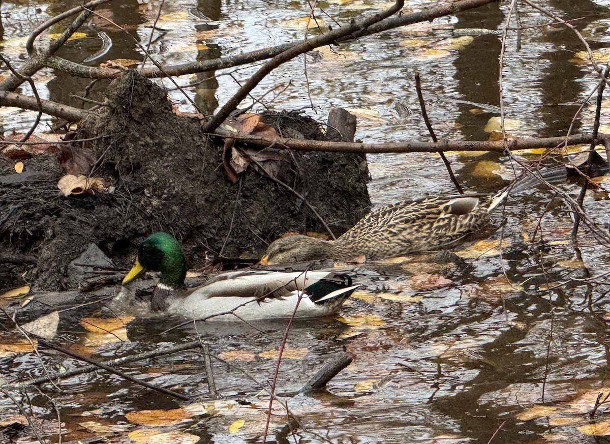 Mallard - ML646672124