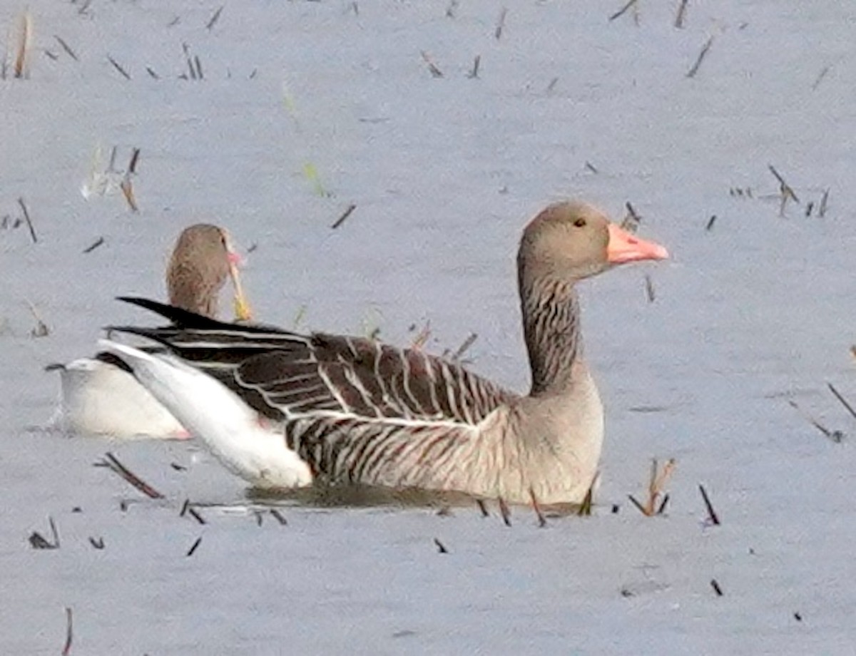 Graylag Goose - ML646672126