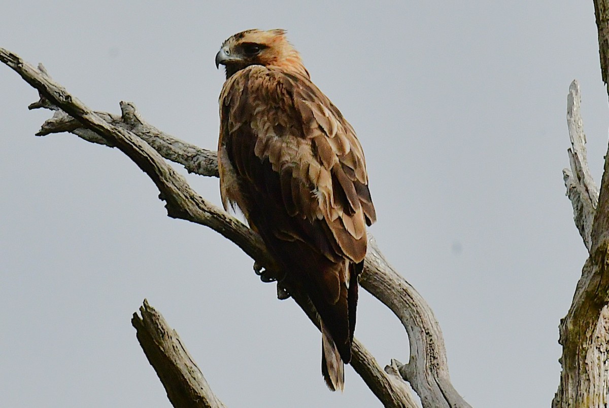 Little Eagle - ML646672128