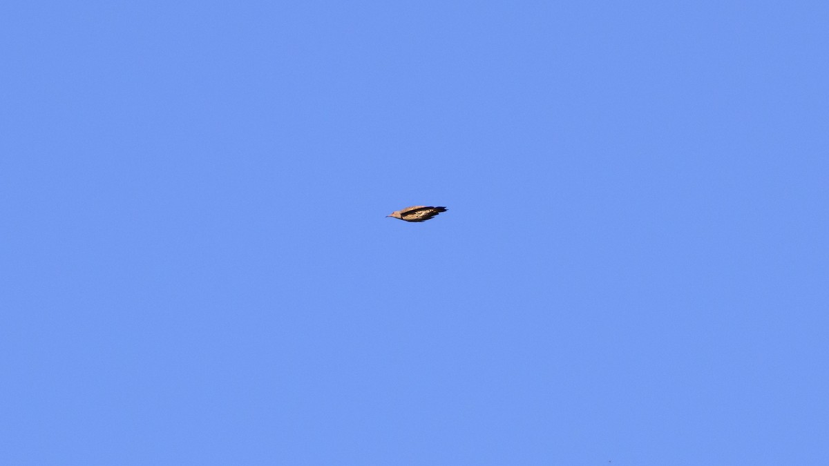 Northern Flicker - ML646672130