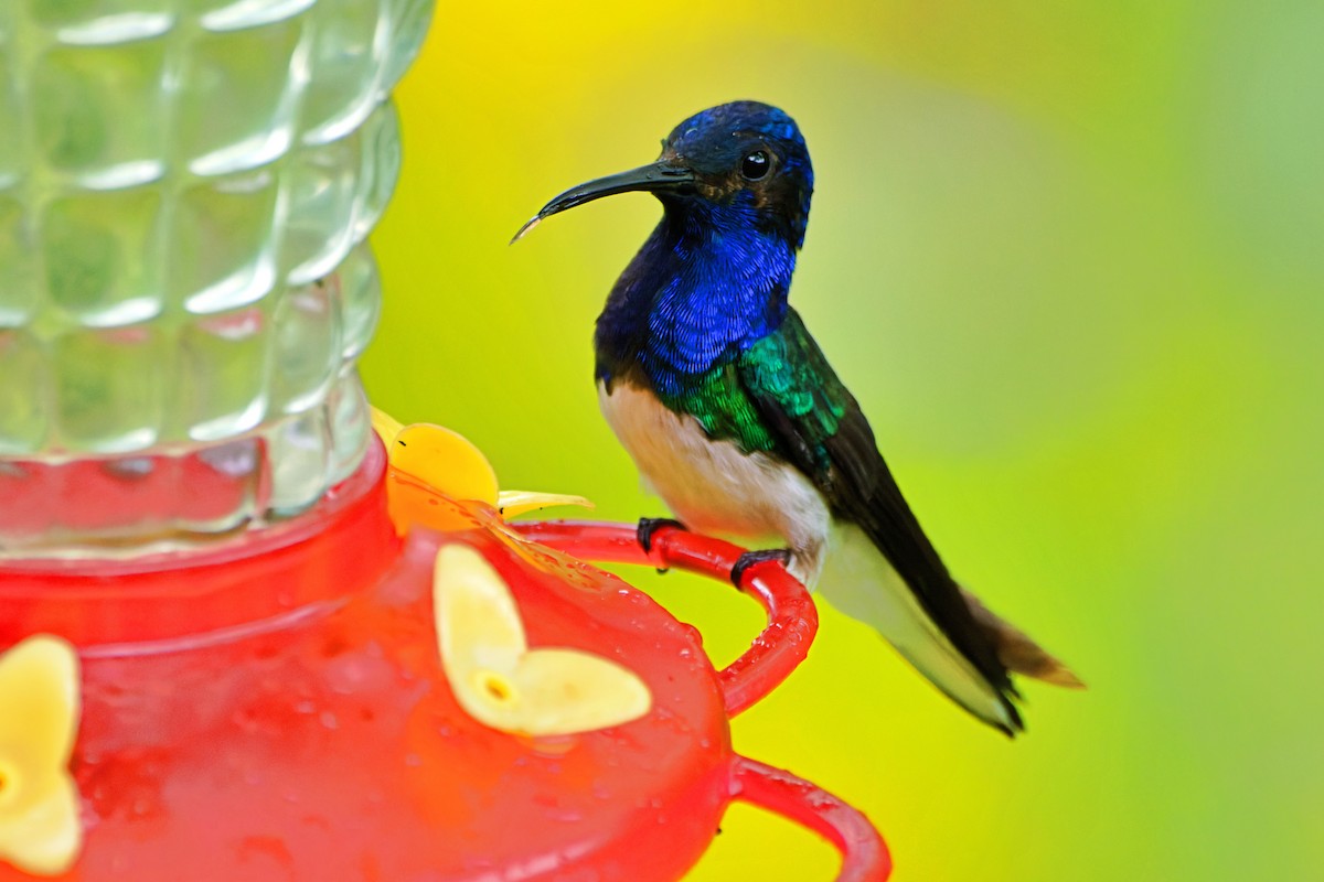 White-necked Jacobin - ML646672131