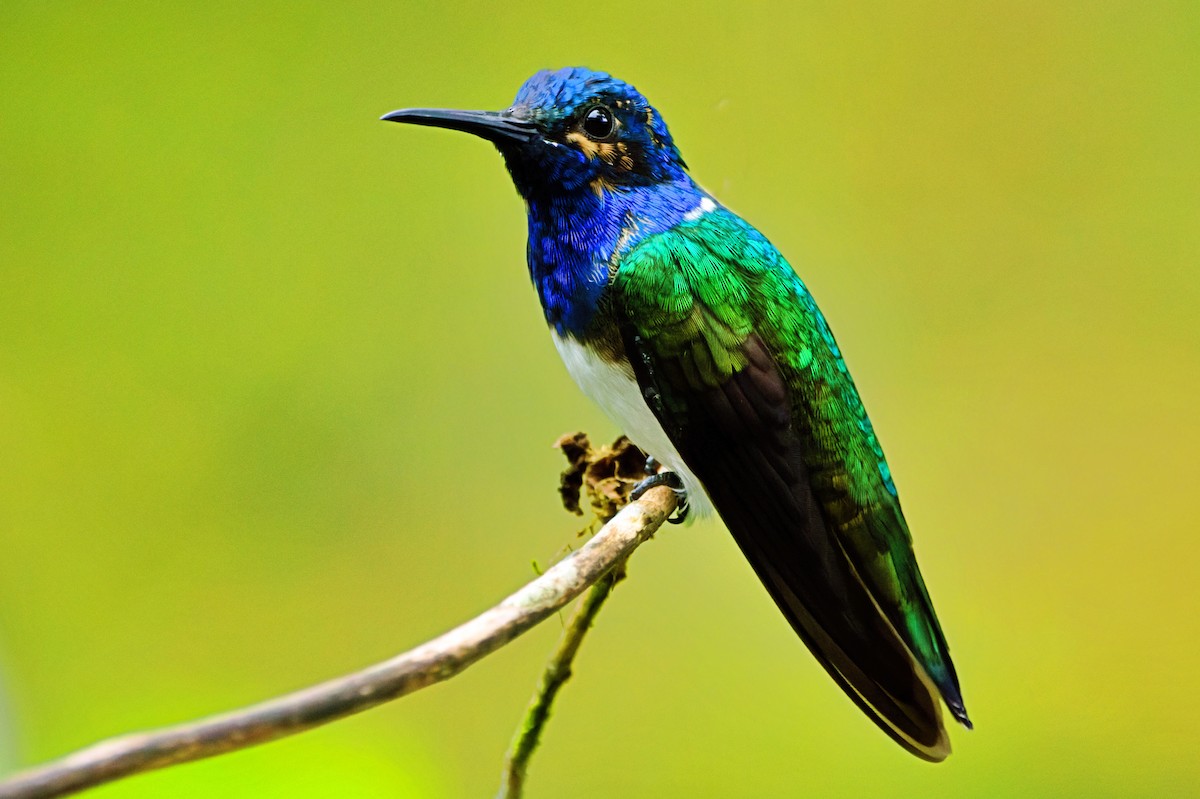 White-necked Jacobin - ML646672132