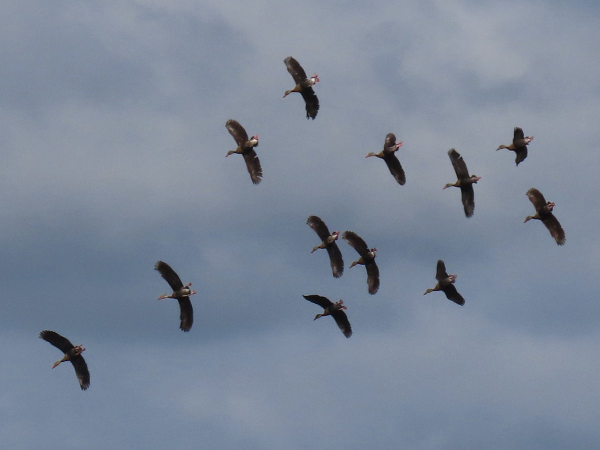 Black-bellied Whistling-Duck - ML646672133