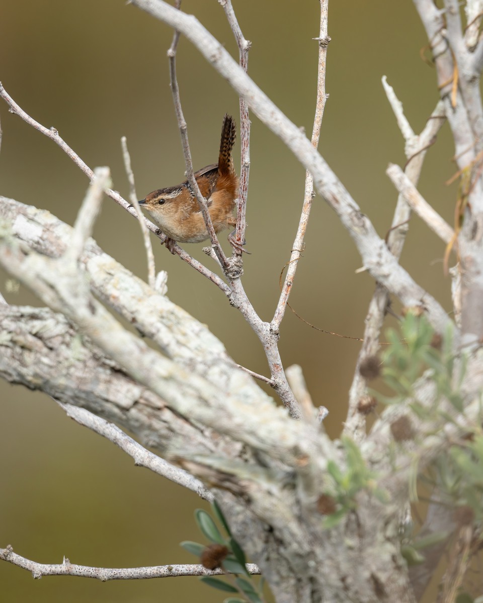 Marsh Wren - ML646672134