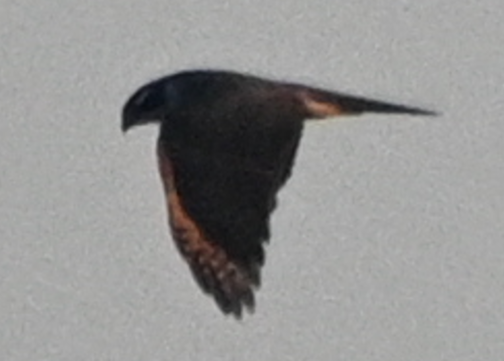 Eurasian Goshawk - ML646672135