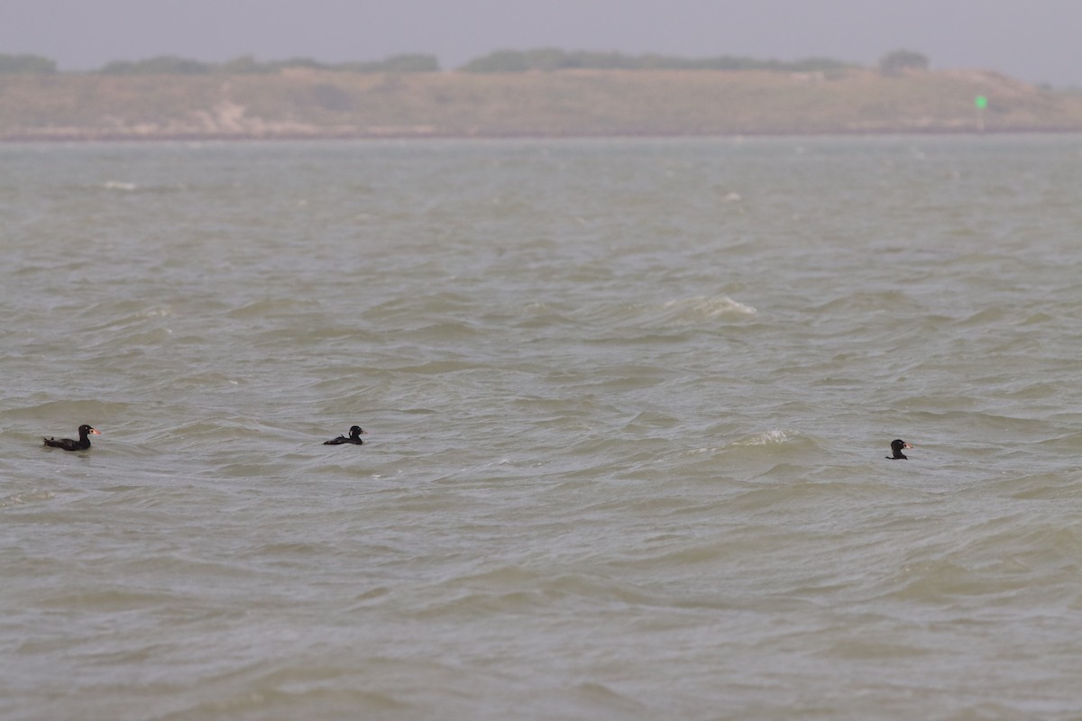 Surf Scoter - ML646672137