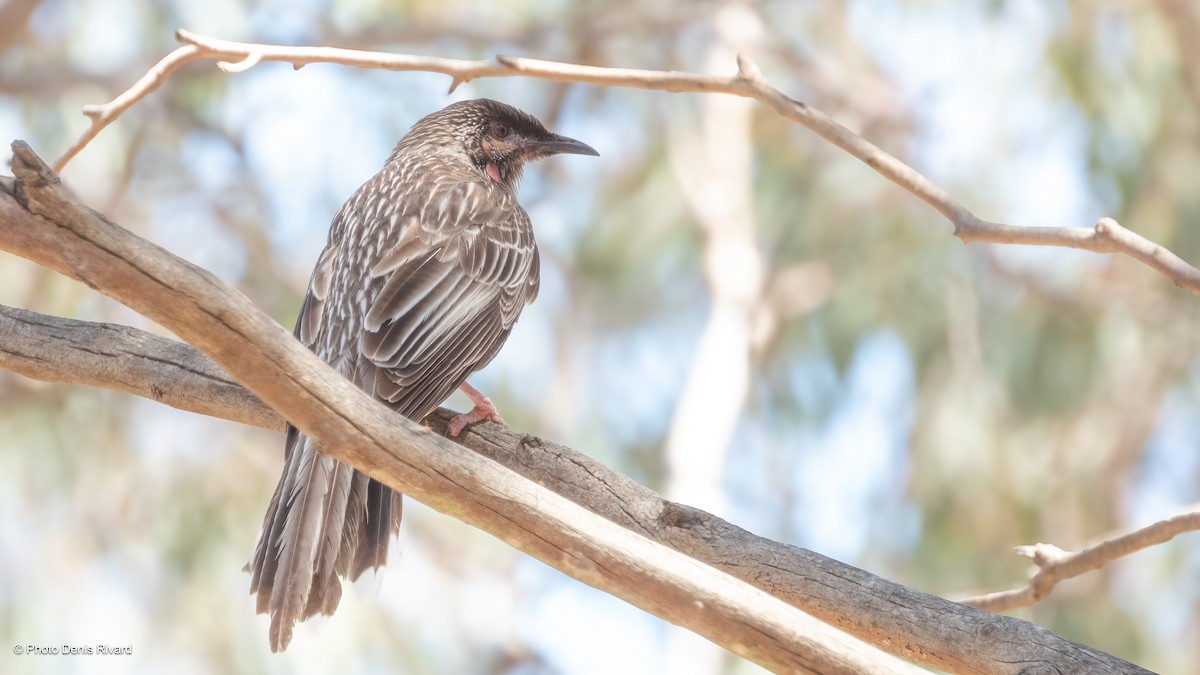 Red Wattlebird - ML646672138