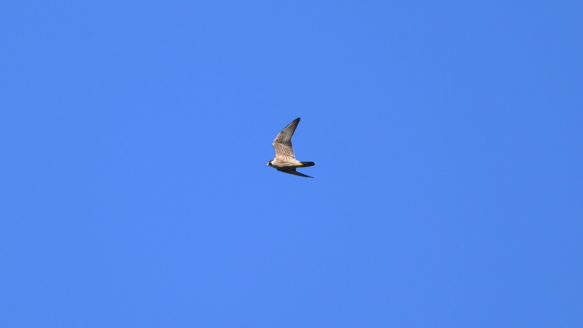 Peregrine Falcon - ML646672139