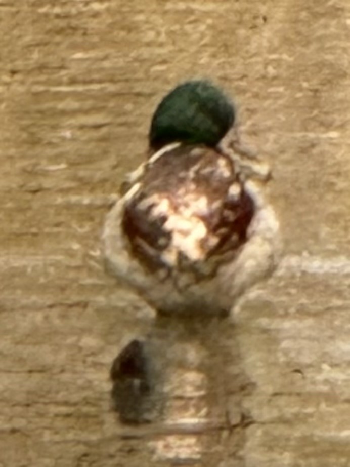 Mallard (Domestic type) - ML646672140