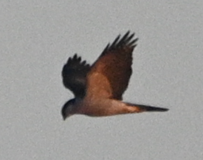 Eurasian Goshawk - ML646672144