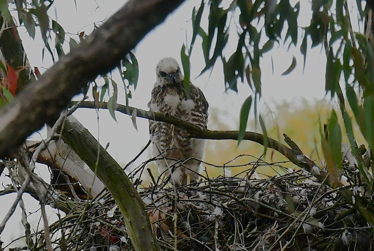 Brown Goshawk - ML646672145