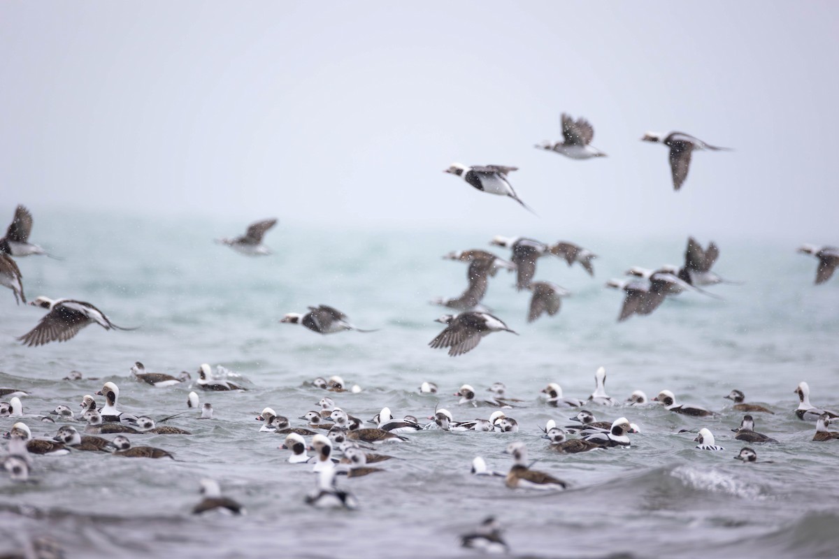 Long-tailed Duck - ML646672146