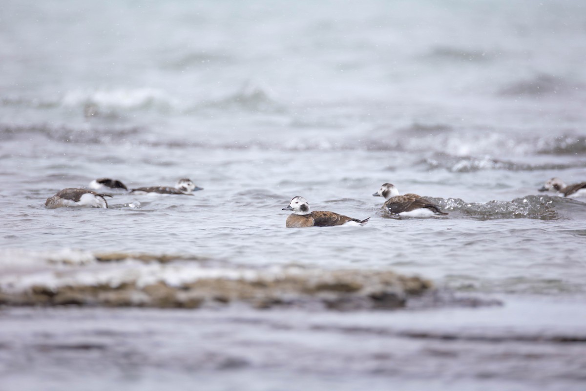 Long-tailed Duck - ML646672147