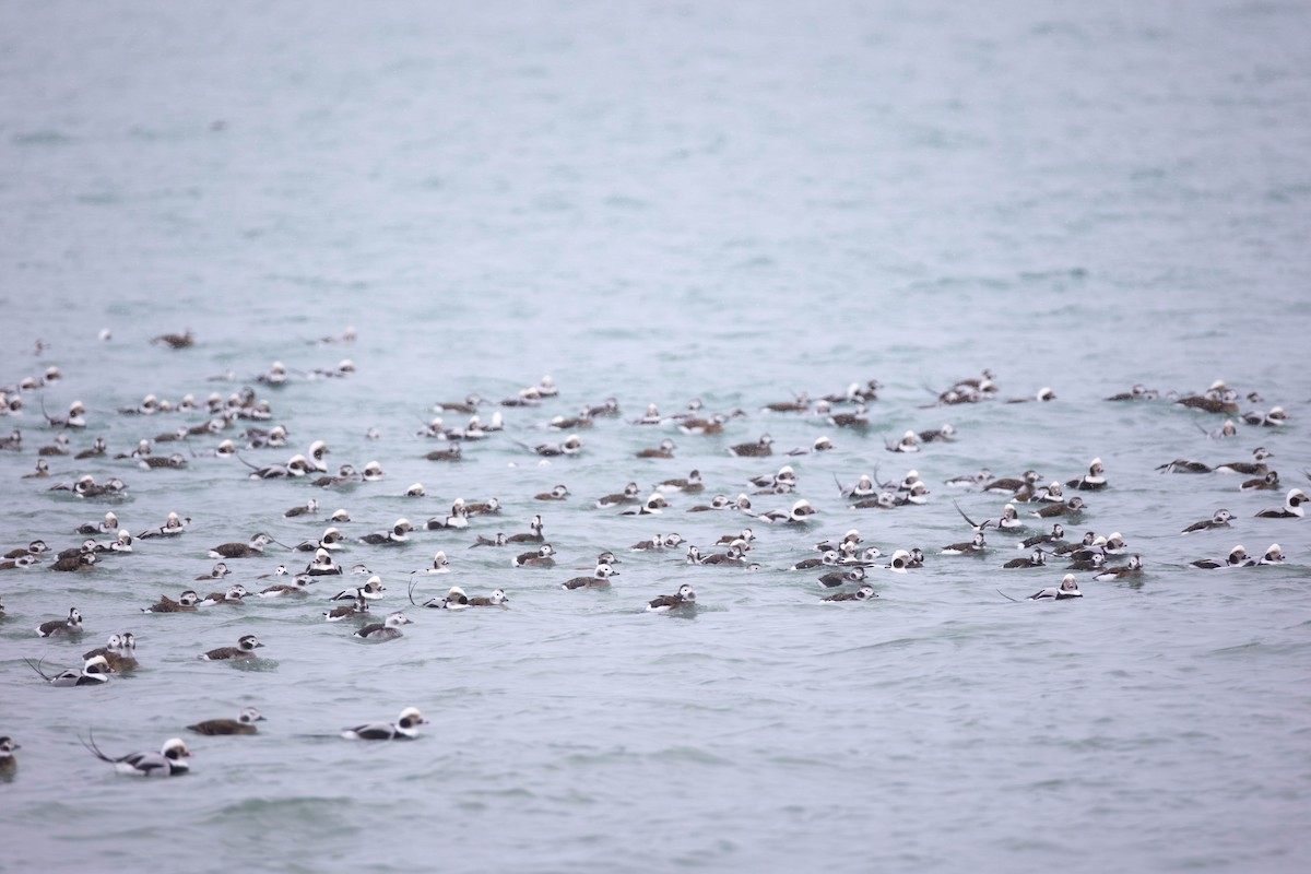 Long-tailed Duck - ML646672148